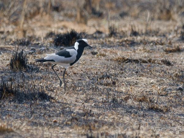 <h3><a href="/trips/safari/biota/animalia/chordata/aves/024 charadriiformes/009 charadriidae/vanellus armatus/vanellus armatus-en.html">Vanellus&nbsp;armatus</a> / Blacksmith&nbsp;lapwing / Smidsplevier</h3>OM-1 Mark II with OLYMPUS M.300mm F4.0, 1/2000 sec at F4.0, ISO 1250, distance 38.5&nbsp;m